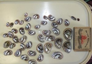 Vis sluk 43 perlemoentjies